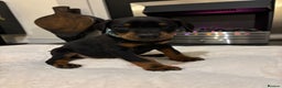Dobermann dogs for sale: Stunning KC Dobermans champion bloodlines  - Advert 32
