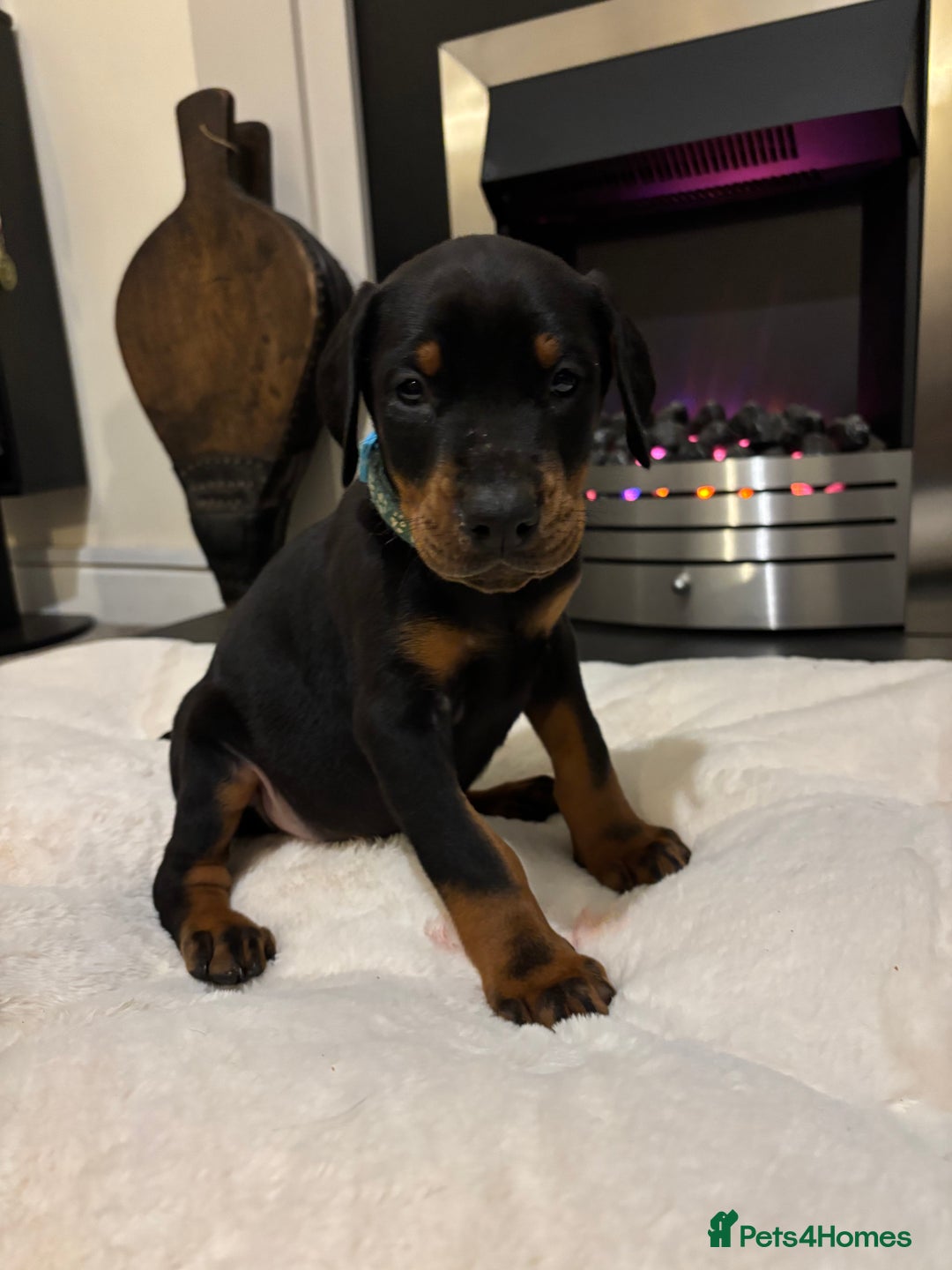 Dobermann dogs for sale: Stunning KC Dobermans champion bloodlines  - Advert 32