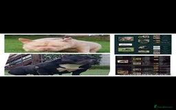 American Bully dogs for sale: American Bully female/ male with extreme future  - Image 17