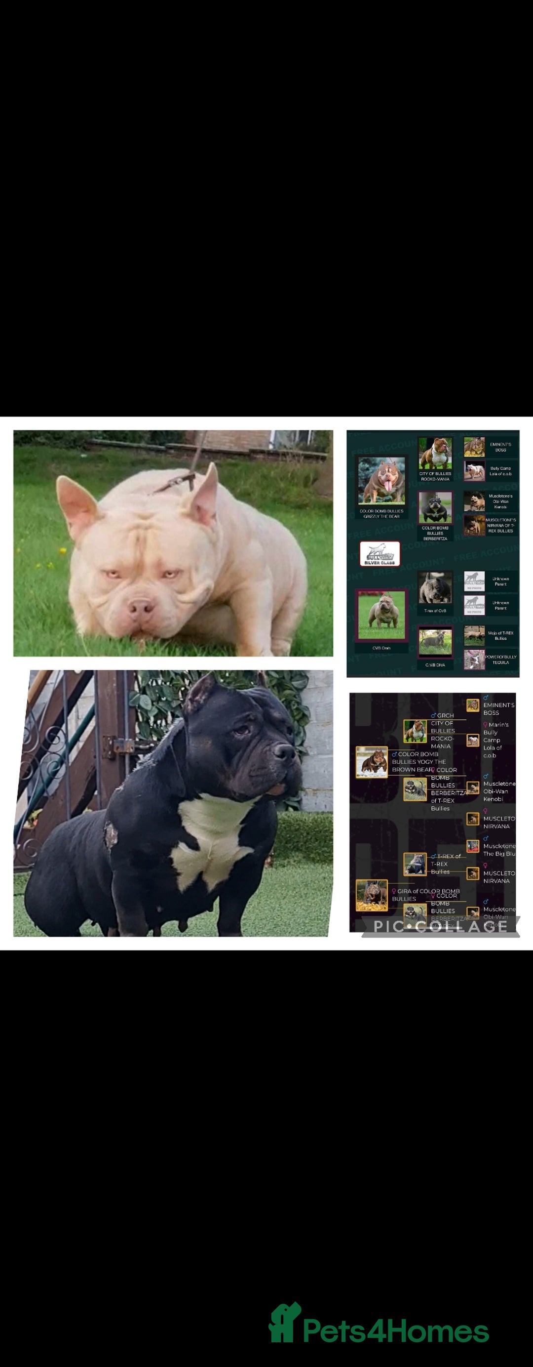 American Bully dogs for sale: American Bully female/ male with extreme future  - Image 17