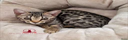 Bengal cats for sale: ✨️ READY TO LEAVE CHAMPION TICA BENGAL KITTENS 🔥 - Advert 4