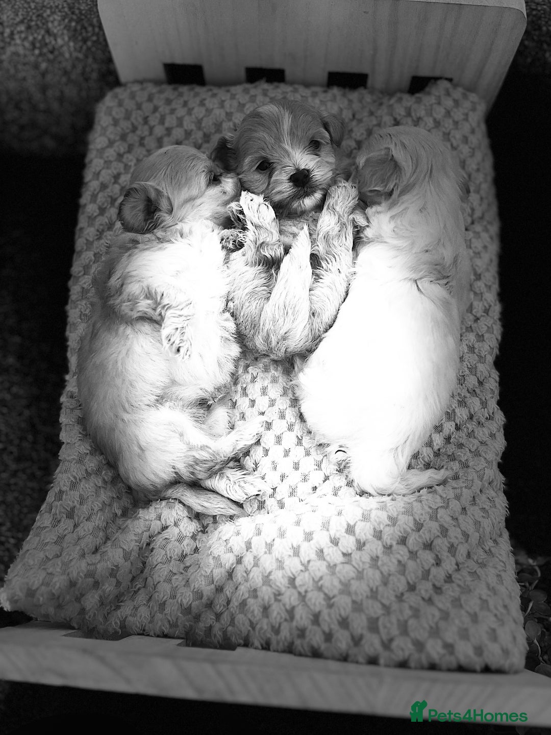 Maltipoo dogs for sale: Tiny Maltipoos available  - Image 3