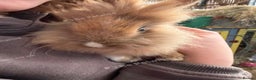 Lionhead rabbits for sale: 1 male lionhead - Advert 1
