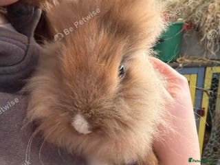 Lionhead rabbits 1 male lionhead - Advert 4