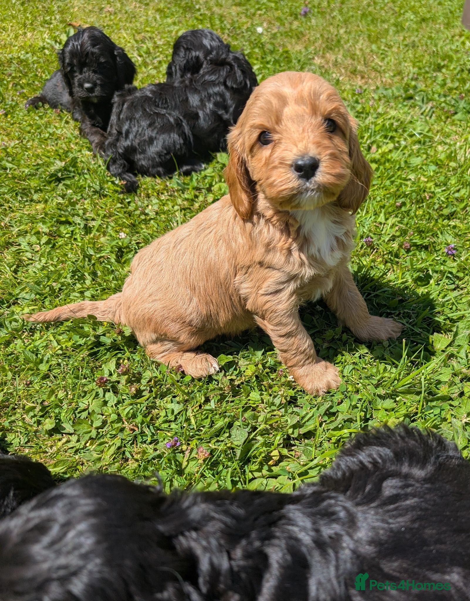 Cavapoo dogs Beautiful & Quality DNA Clear F1 Cavapoo puppies  - Advert 2