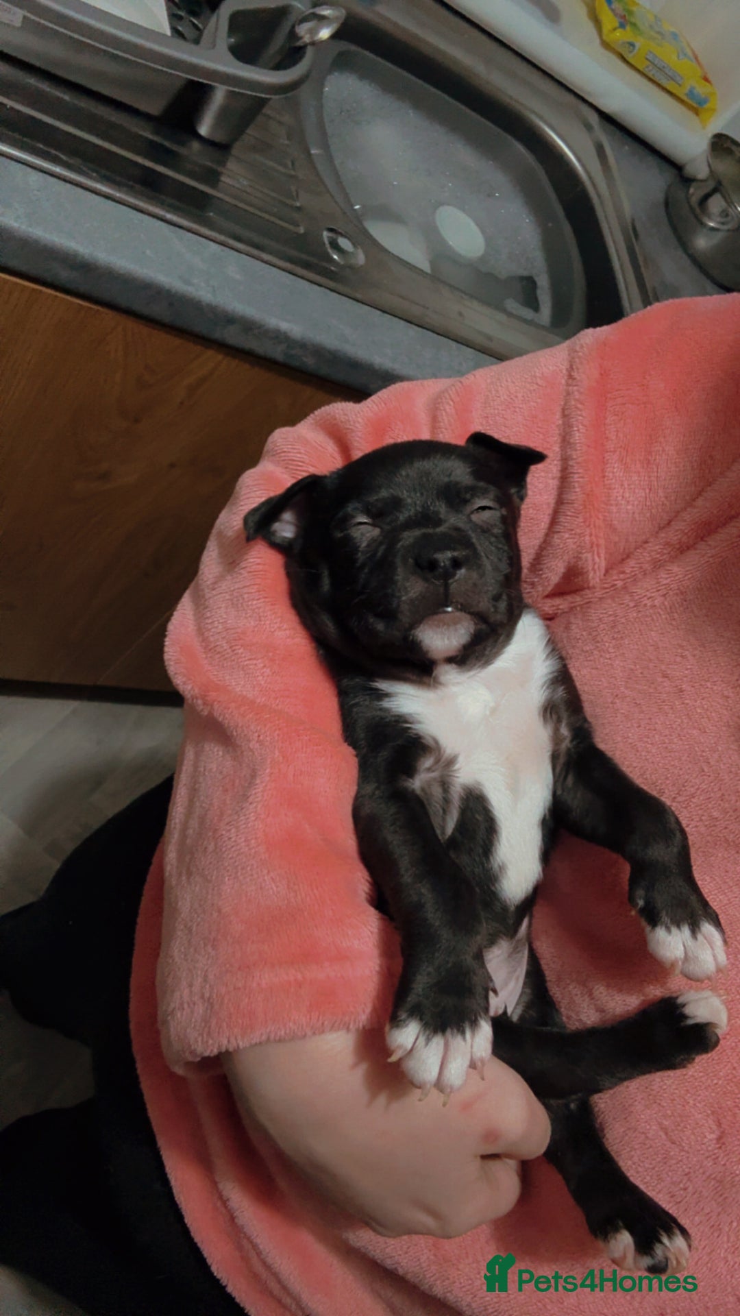 Mixed Breed dogs for sale: Bullypit/labrador pups for sale  - Advert 7