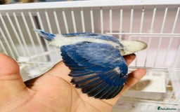 Lovebirds birds for sale: Handreared mutation lovebirds for sale  - Image 7