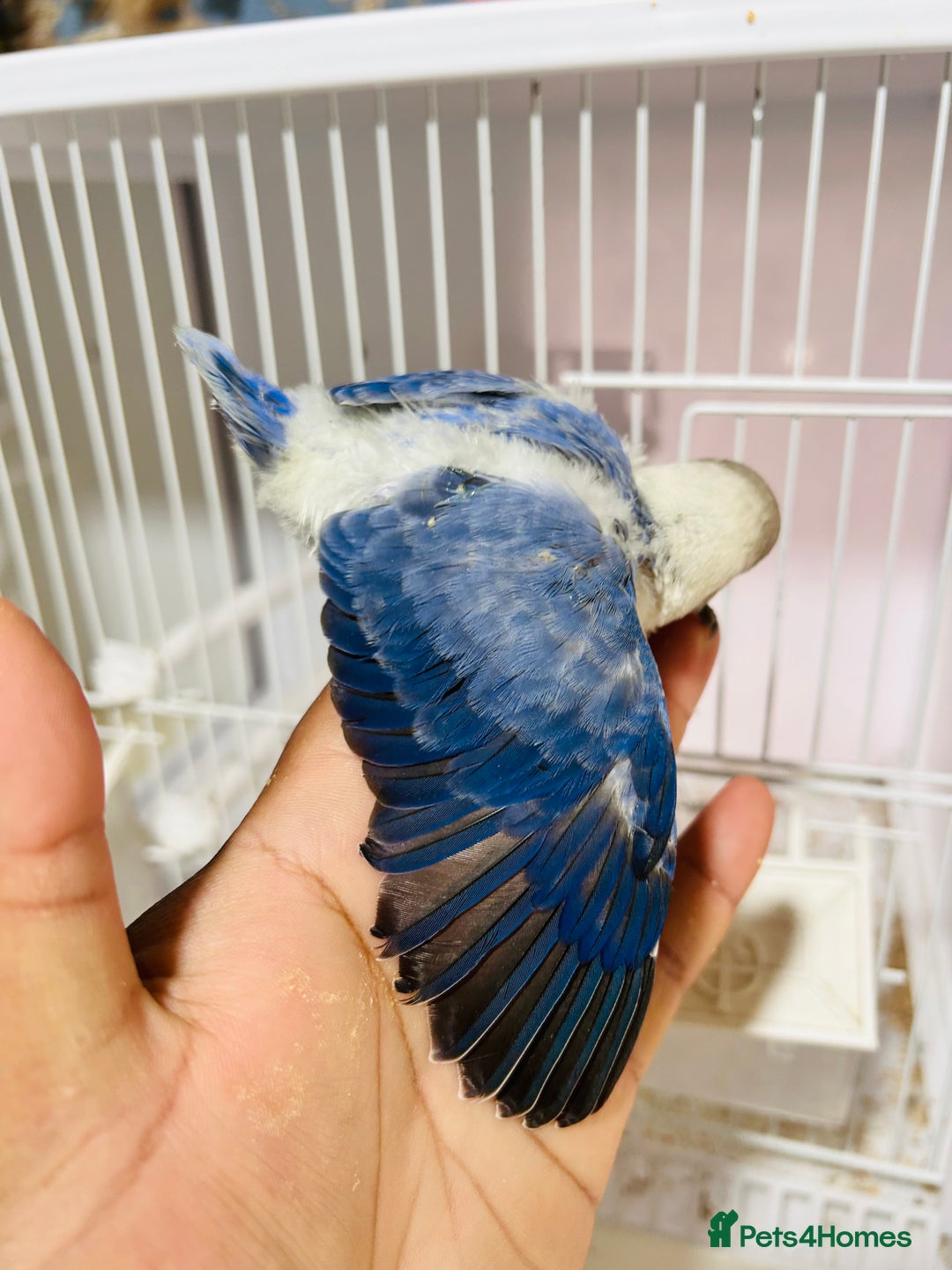 Lovebirds birds for sale: Handreared mutation lovebirds for sale  - Image 7