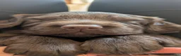 Sprocker dogs for sale: Sprocker puppies READY NOW - Advert 25