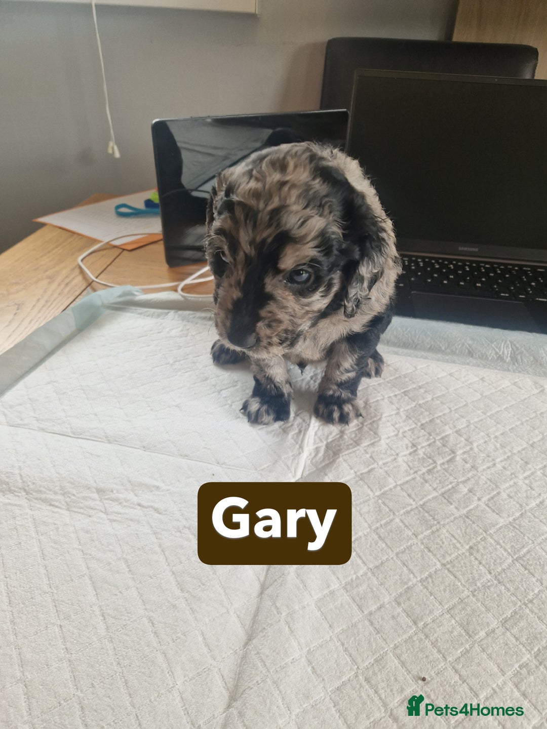 Labradoodle dogs for sale: Chocolate Merle Labradoodle+Australian Labradoodle - Image 11