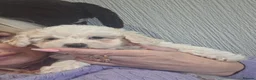 Maltese dogs for sale: Maltese bishon  - Advert 2