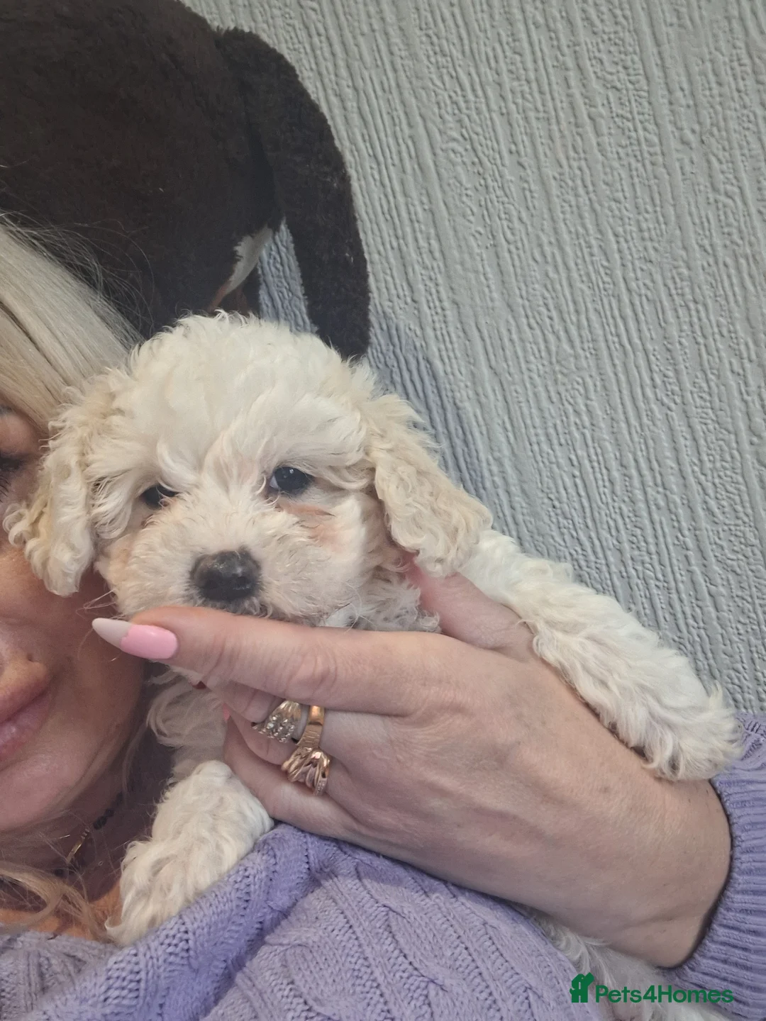 Maltese dogs for sale: Maltese bishon  - Advert 2