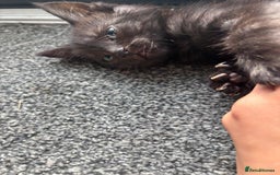Brazilian Shorthair cats for sale: Black kittens for sale still available - Image 10
