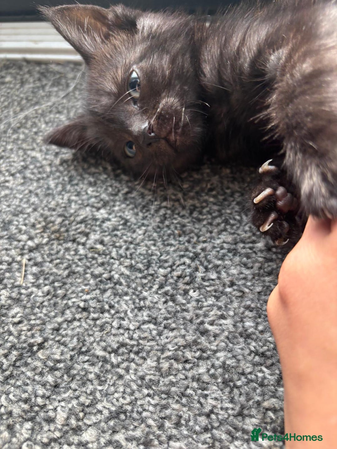 Brazilian Shorthair cats for sale: Black kittens for sale still available - Image 10