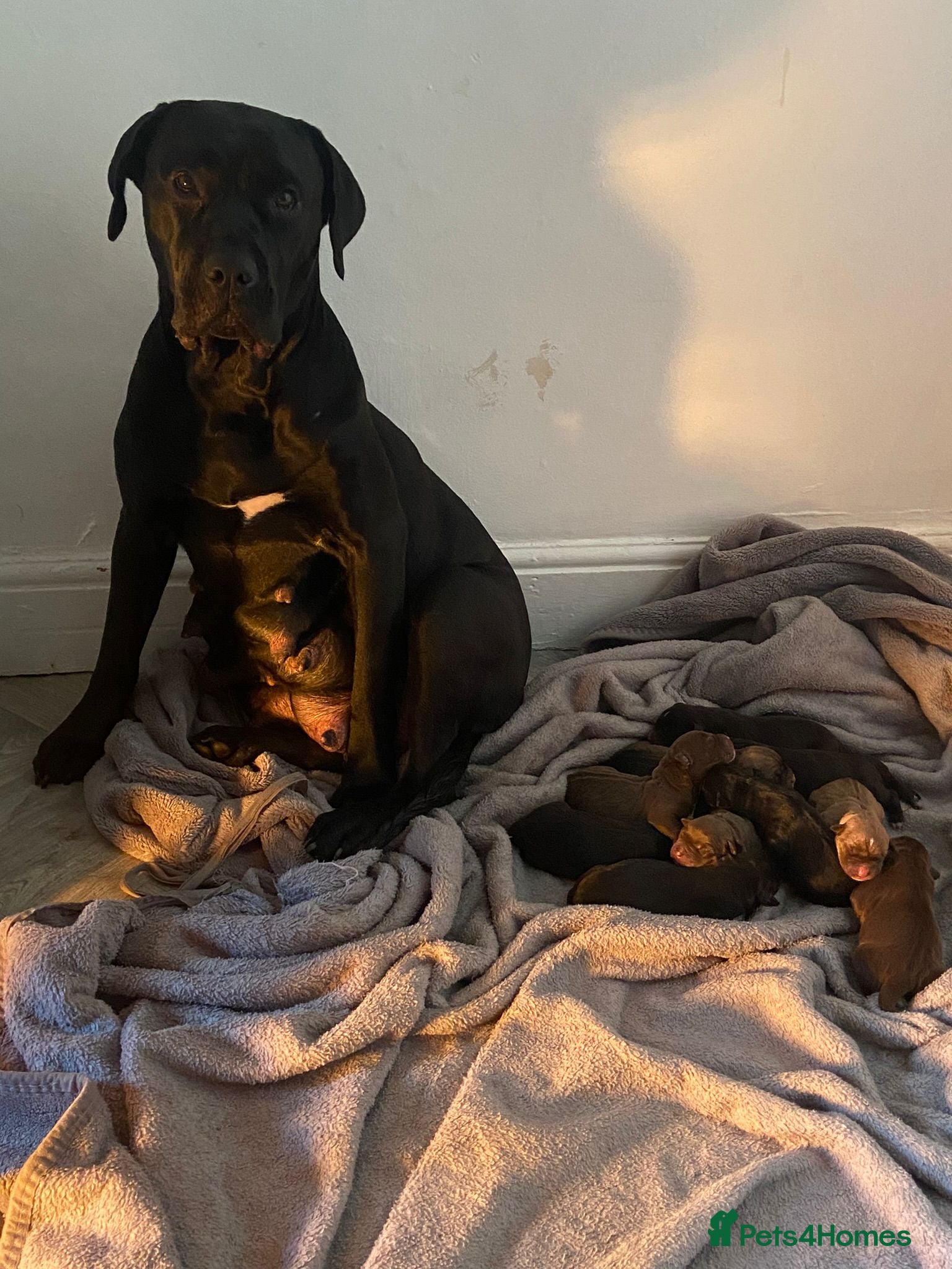 Mixed Breed dogs 16 month old gorgeous presa canario cross  - Advert 16