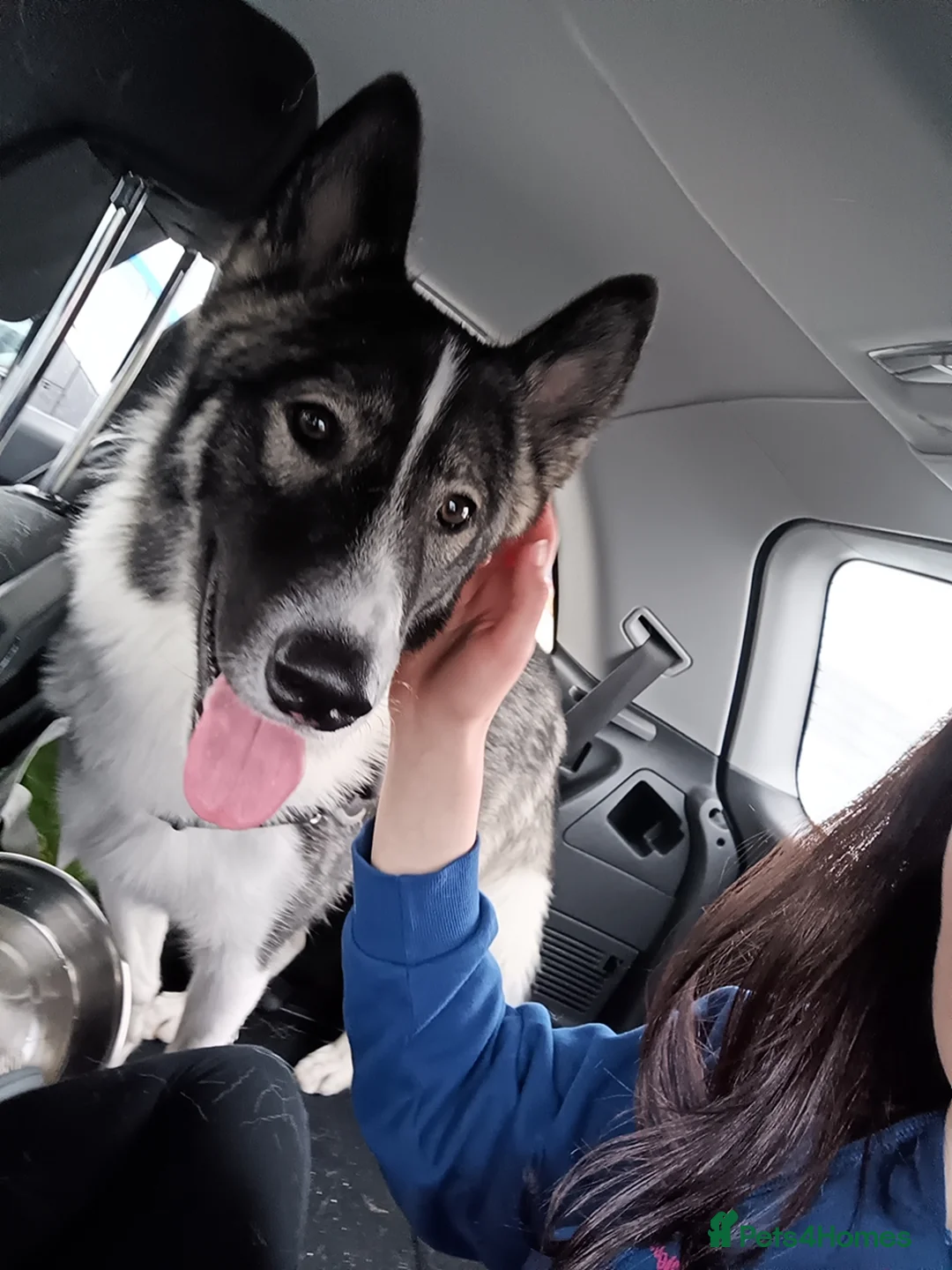 Shepsky dogs for sale: Storm in Galashiels - Advert 11