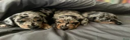 Dachshund dogs for sale: Dachshund puppies - Advert 4