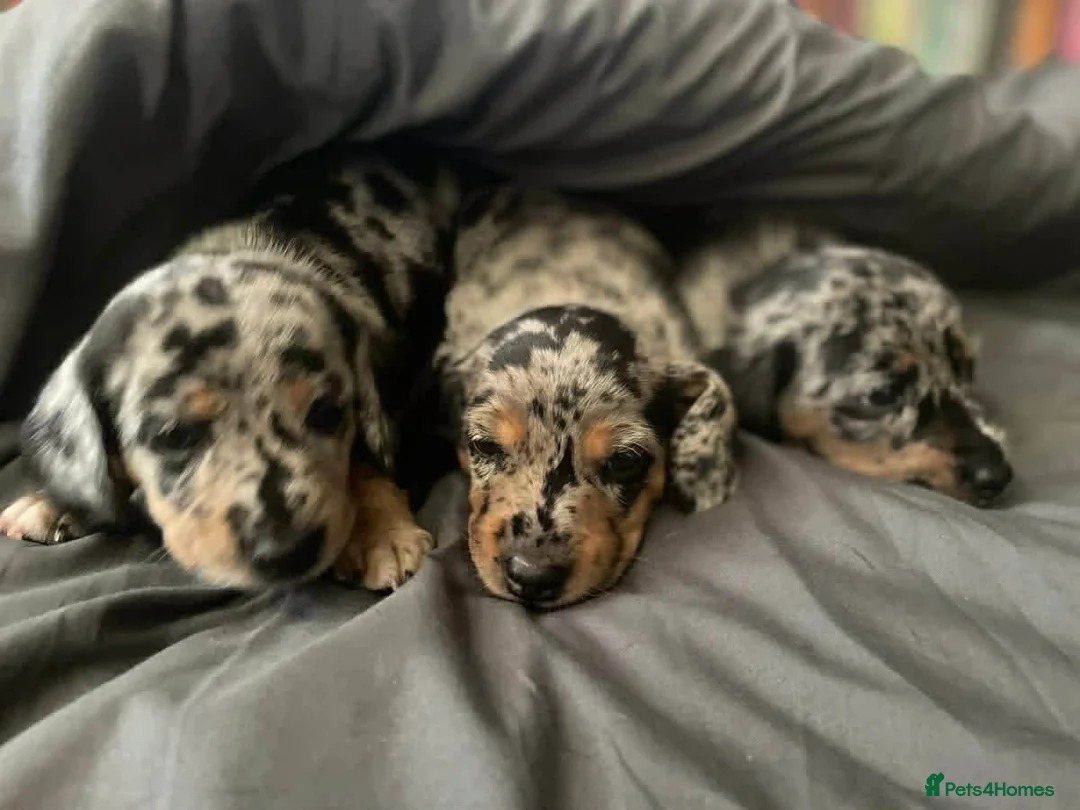 Dachshund dogs for sale: Dachshund puppies - Advert 4