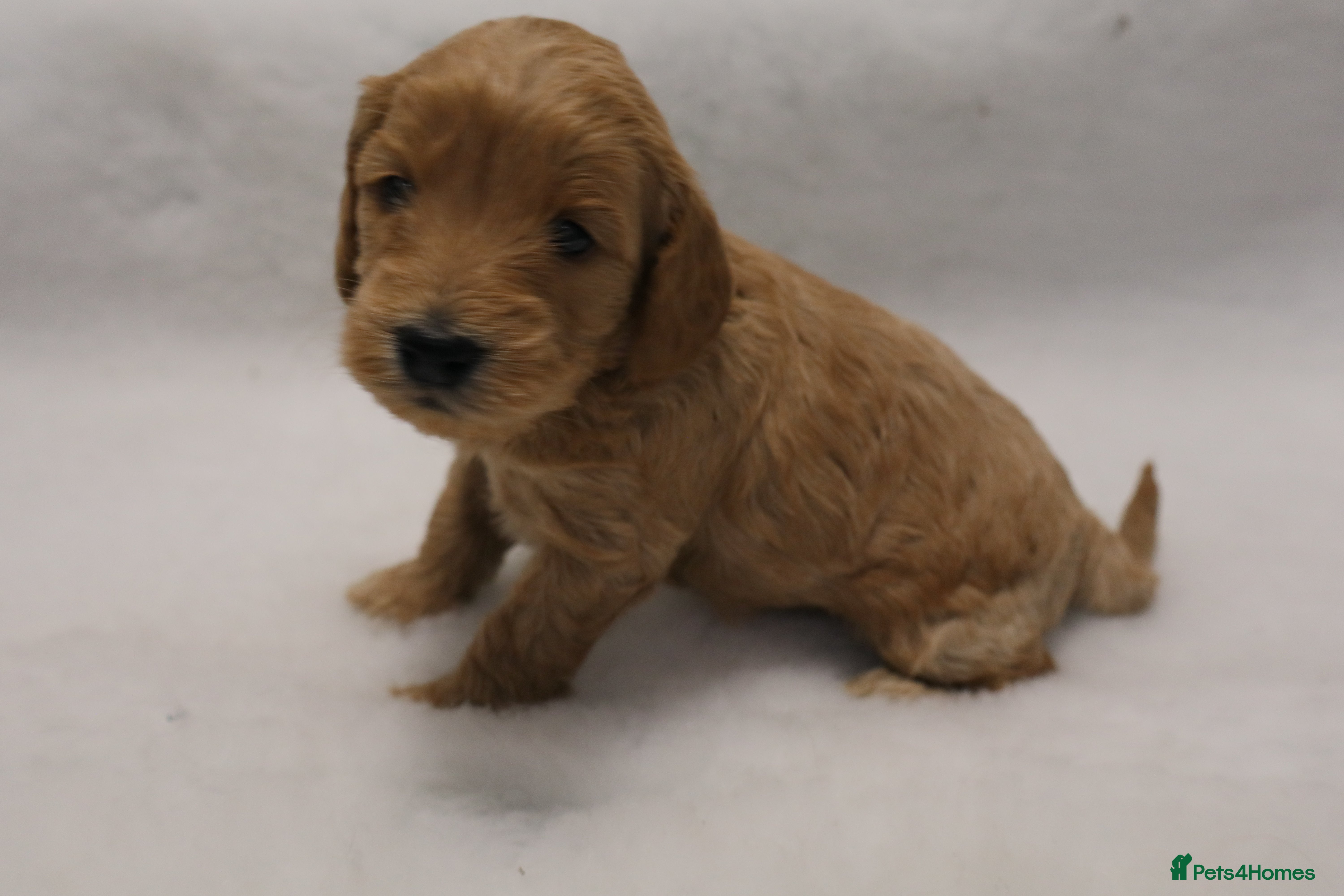 Cockapoo dogs F1 COCKAPOOS 5* LICENSED BREEDER - Advert 2