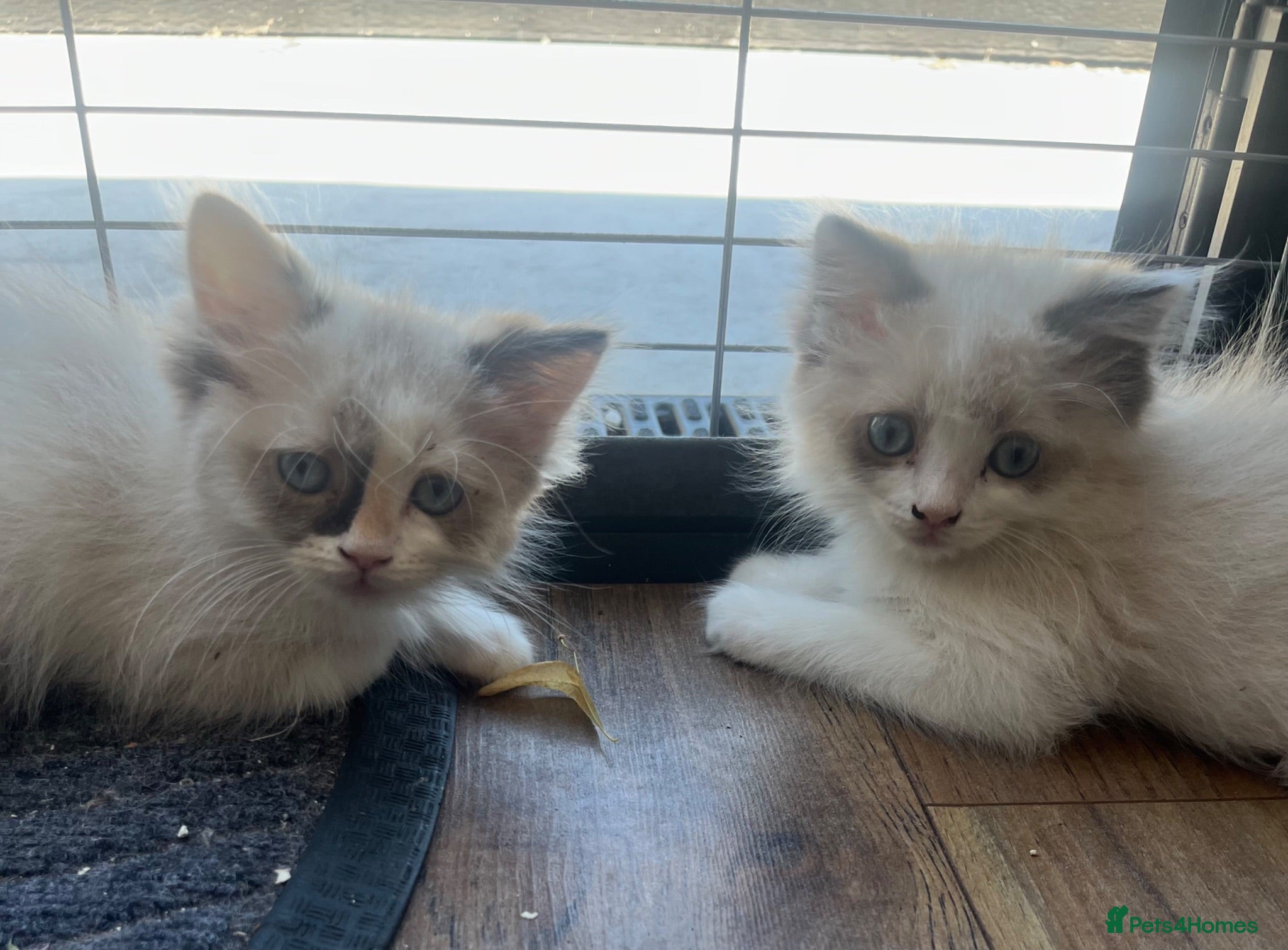 Mixed Breed cats Last 2 Ragdoll cross Maine coon/exotic Persian  - Advert 2
