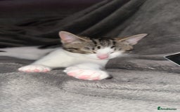 Mixed Breed cats for sale: Kitten  - Image 1