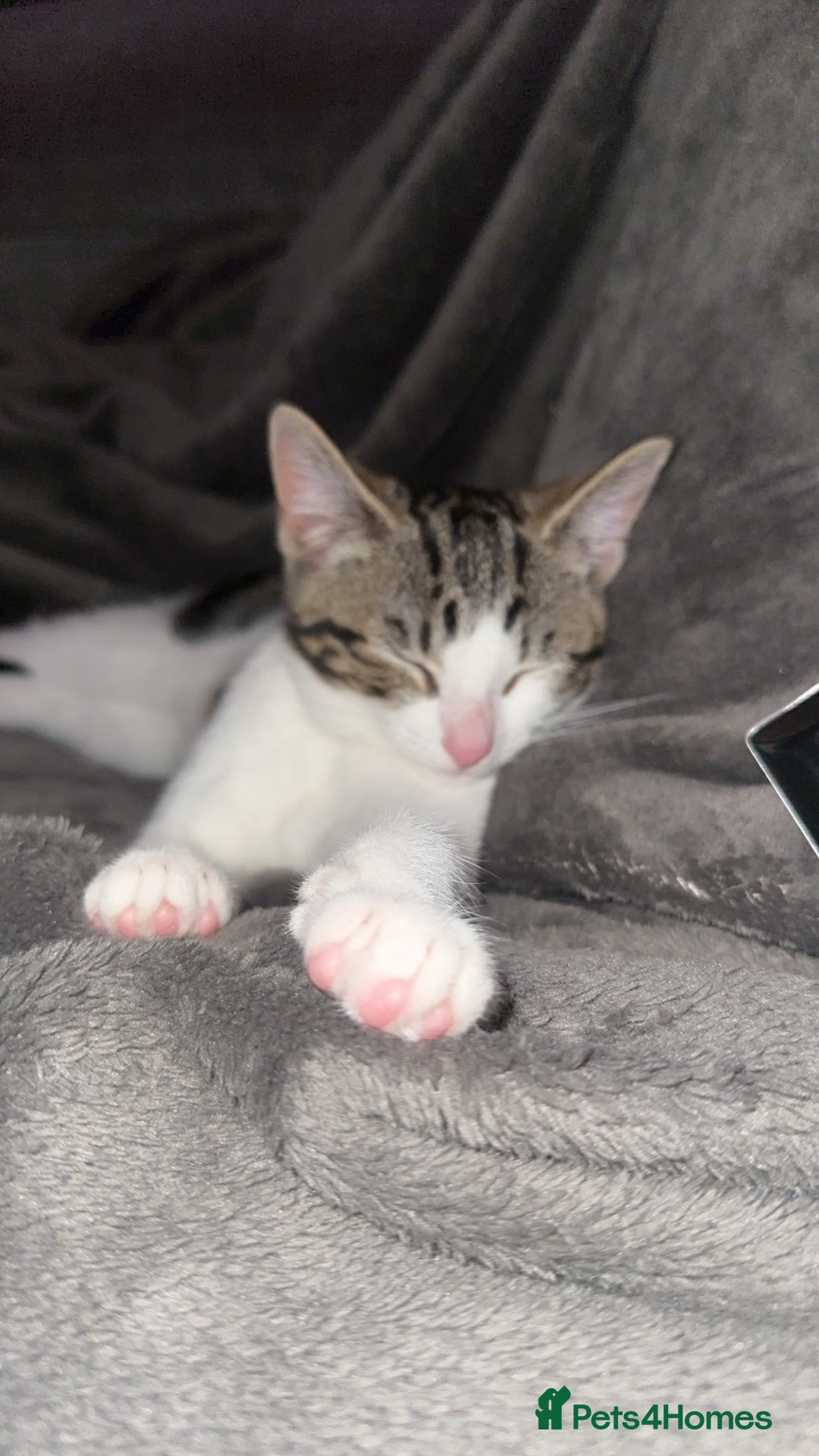 Mixed Breed cats for sale: Kitten  - Image 1