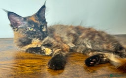 Maine Coon cats for sale: MAINE COON KITTENS READY NOW ❤️❤️ TICA REGISTERED - Image 13