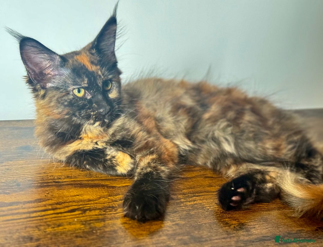 Maine Coon cats for sale: MAINE COON KITTENS READY NOW ❤️❤️ TICA REGISTERED - Image 13