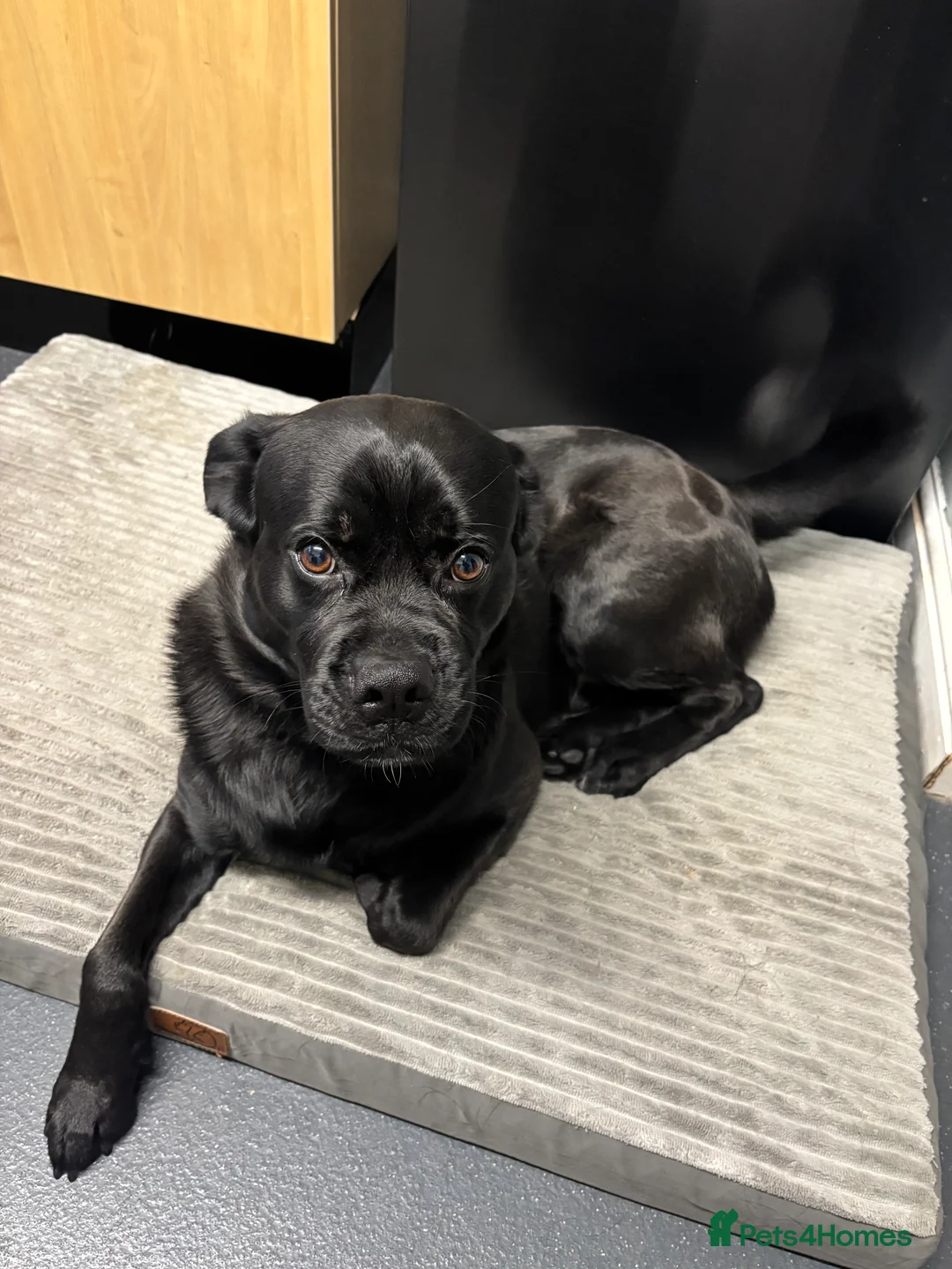 Mixed Breed dogs for sale: Bruno the shug - Advert 1