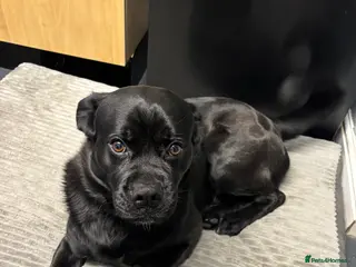 Mixed Breed dogs Bruno the shug - Advert 1