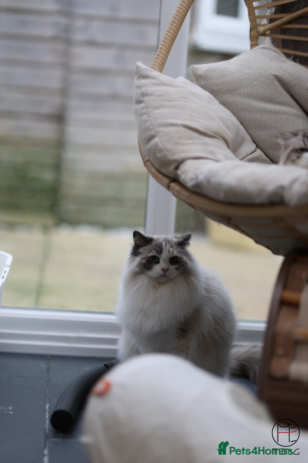 Ragdoll cats for sale: Retired GCCF Ragdoll queen looking for new home - Advert 3