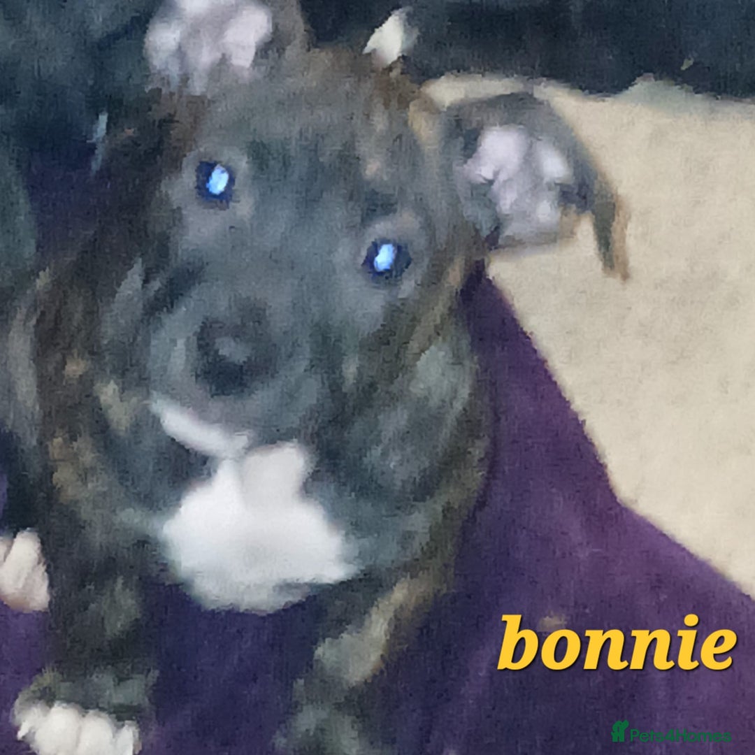 Mixed Breed dogs for sale: Staffyxjackrussell pups - Image 5