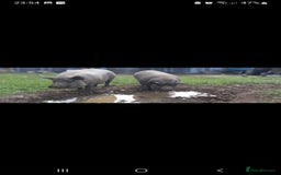 Pig livestock for sale: Ronnie and reggie  - Image 34