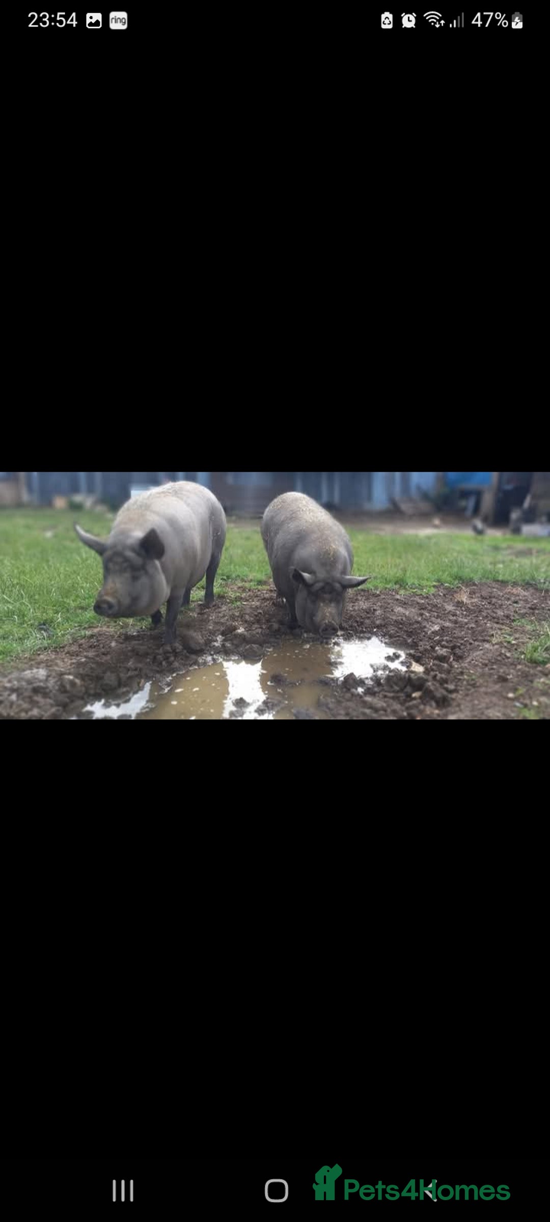 Pig livestock for sale: Ronnie and reggie  - Image 34