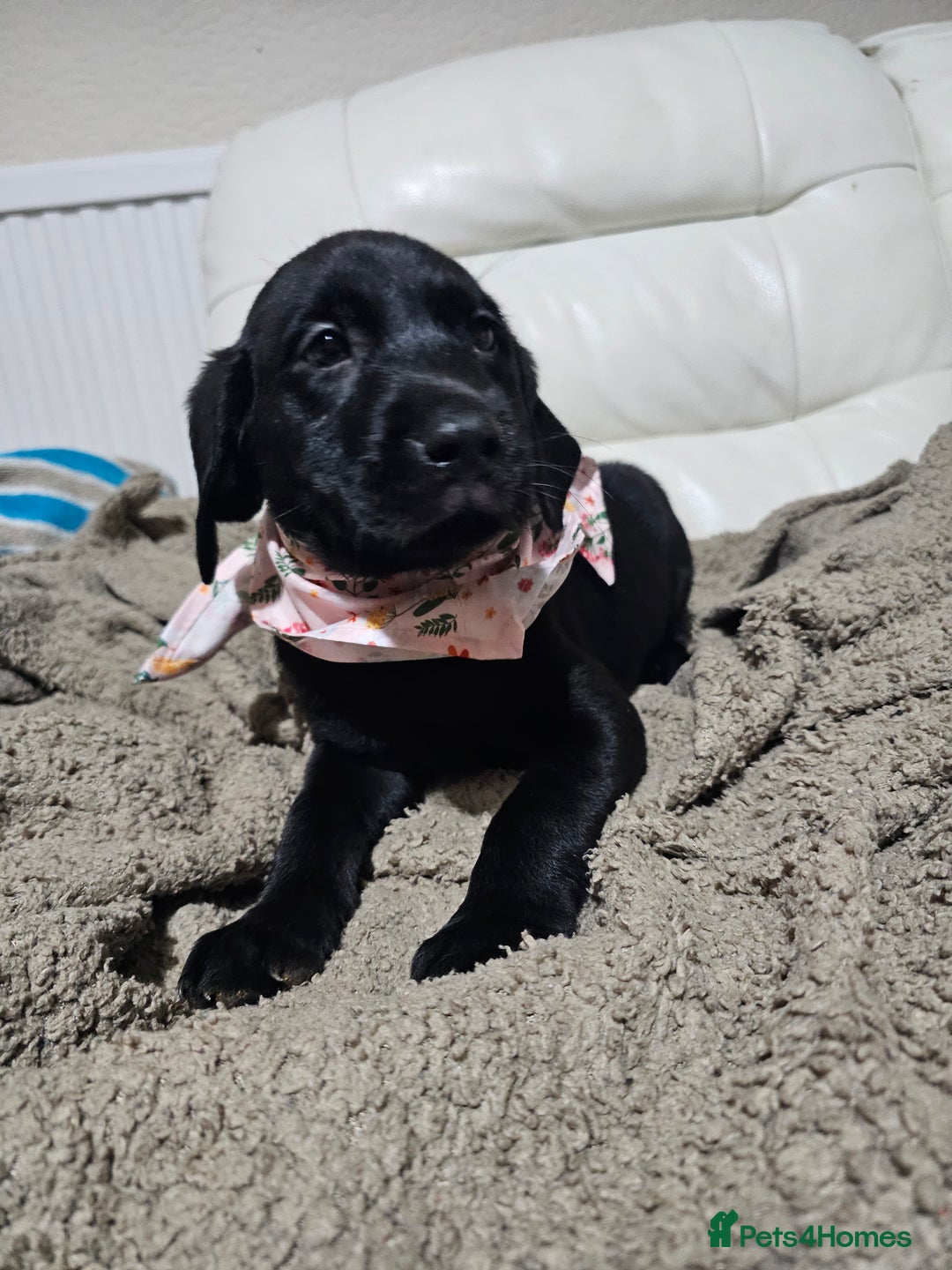 Labrador Retriever dogs for sale: 2boys / 4 girls  READY TODAY FOR FOREVER HOMES - Image 25