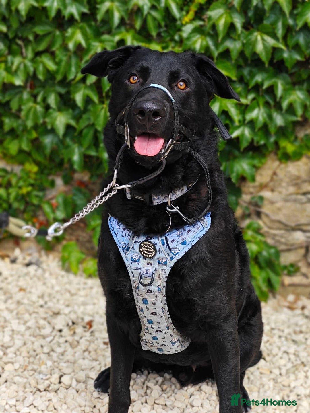 Mixed Breed dogs for adoption: Rocco - Image 3