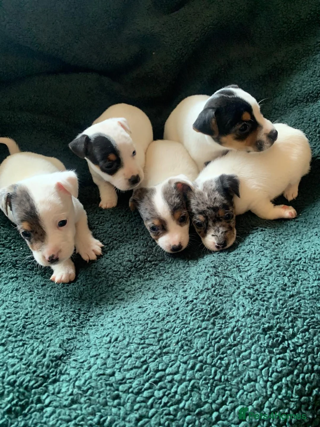 Jack Russell dogs for sale: Jack Russell Puppies  - Advert 5