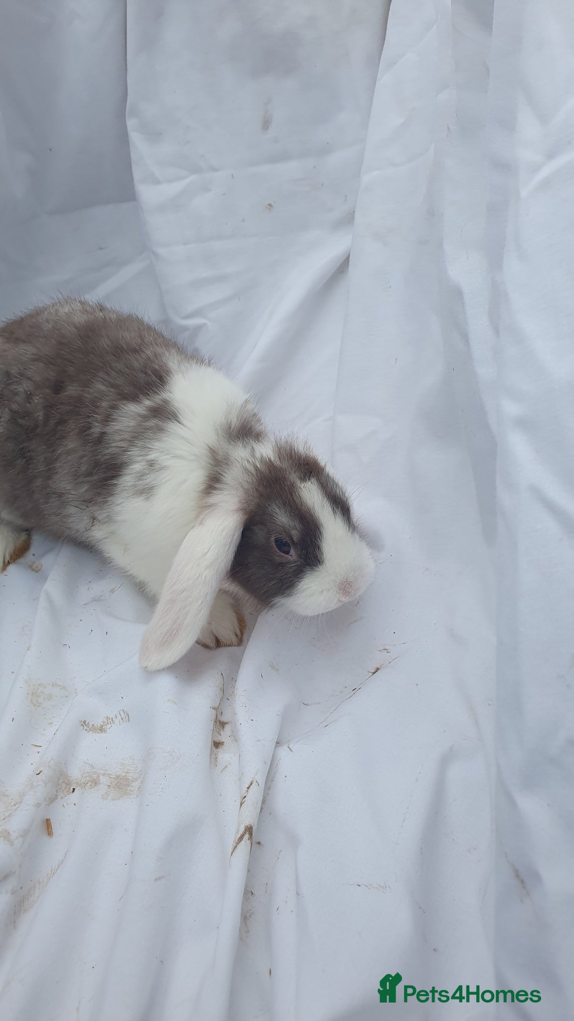 Mixed Breed rabbits Baby rabbits mini lop  - Advert 12