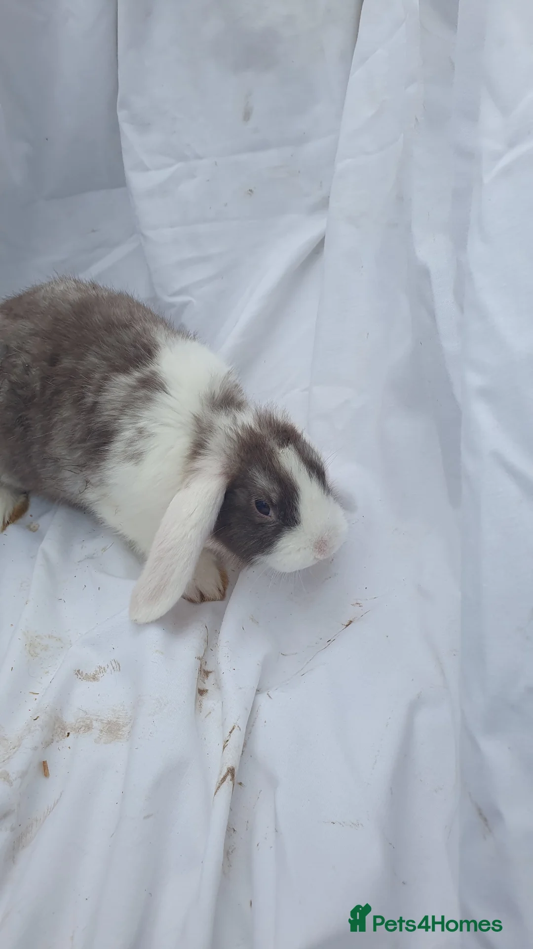 Mixed Breed rabbits for sale: Baby rabbits mini lop  - Advert 1