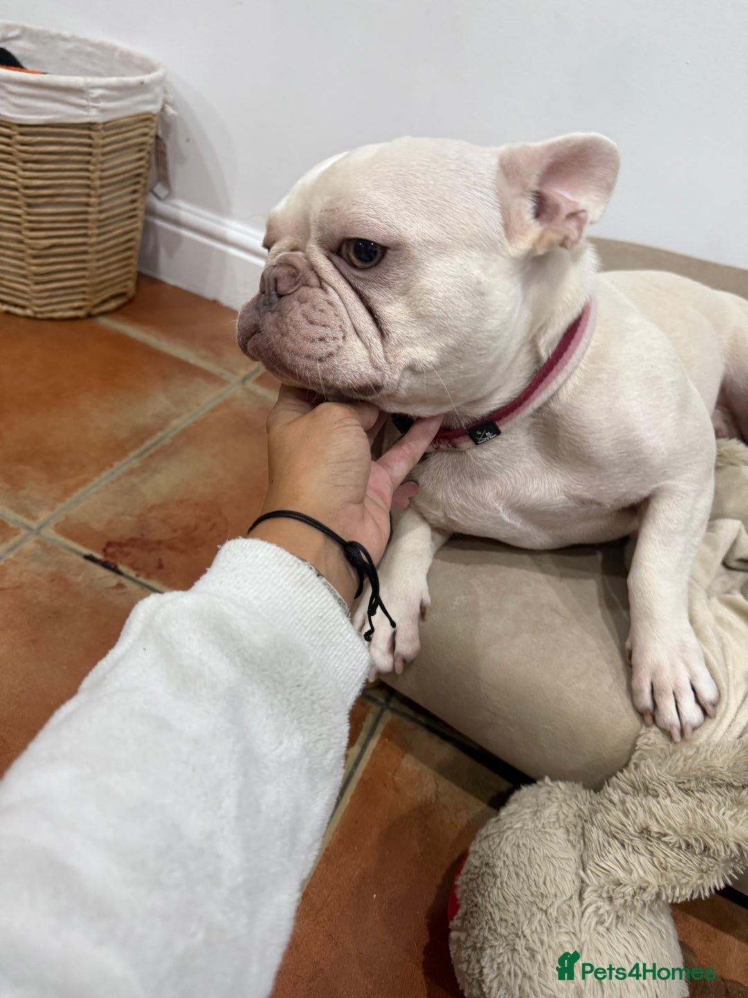 French Bulldog dogs for sale: Pedigree platinum French Bull dog  - Advert 3