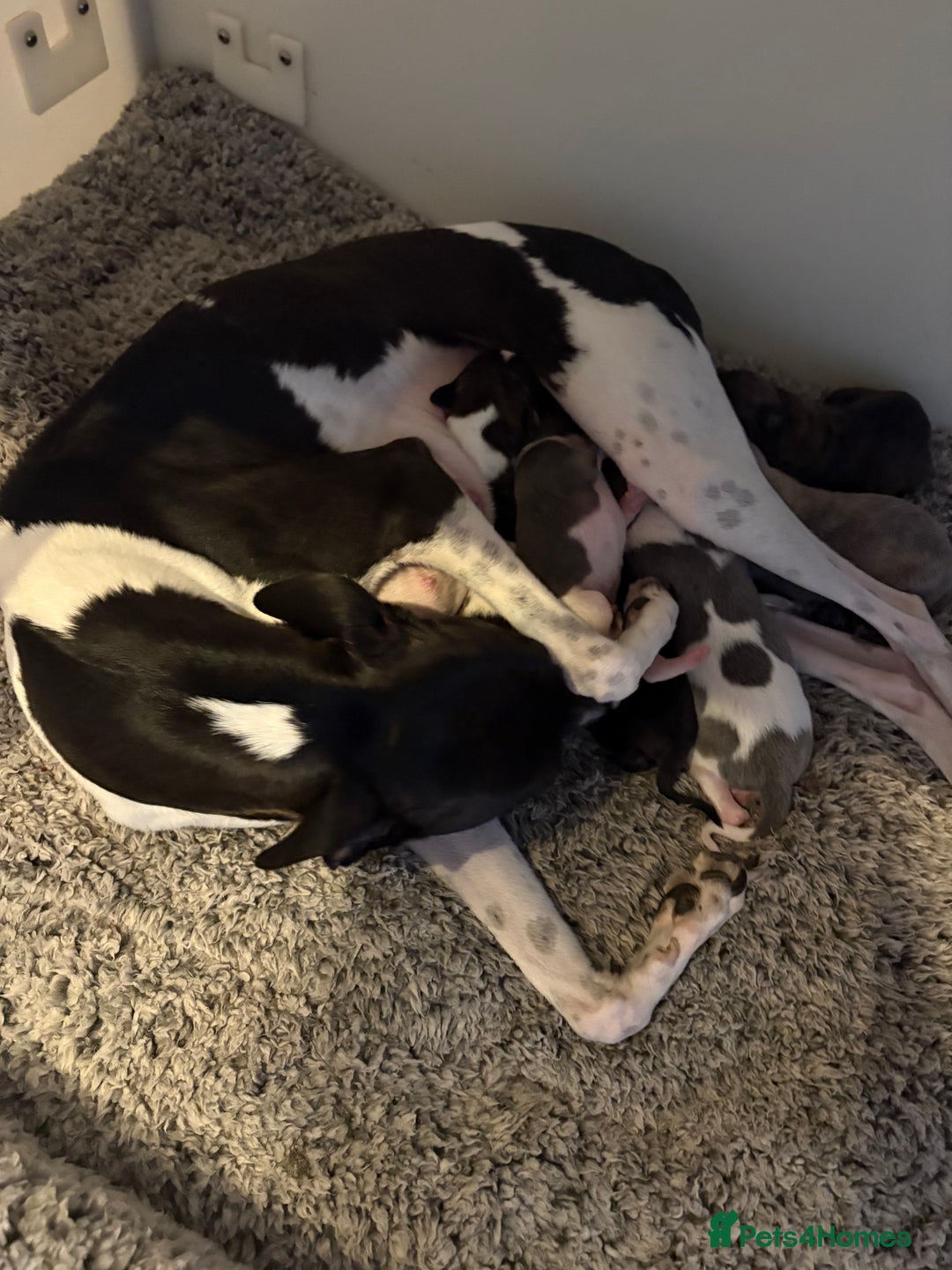 Whippet dogs for sale: Whippet Puppies - Image 9