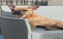 French Bulldog dogs for sale: Fawn French bulldog  - Image 7