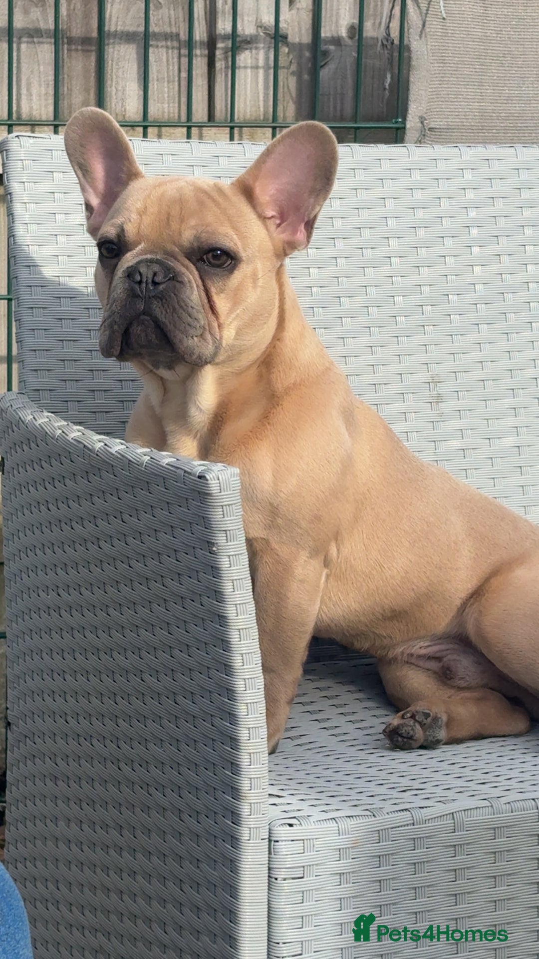 French Bulldog dogs for sale: Fawn French bulldog  - Image 7
