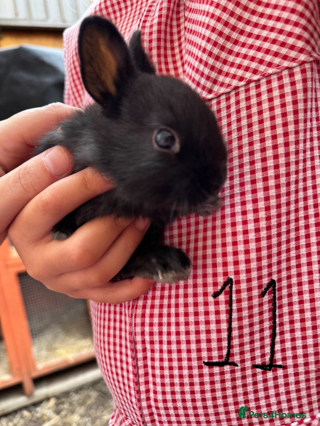 Mixed Breed rabbits for sale: Mixed breed baby bunnies  - Image 11