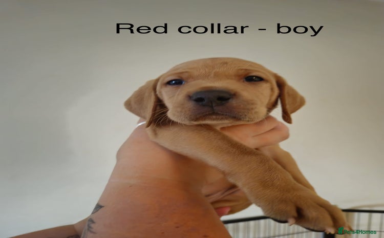 Mixed Breed dogs - Advert 7