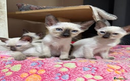 Siamese cats for sale: 1 cute Siamese girl available now-fully vaccinated - Image 5