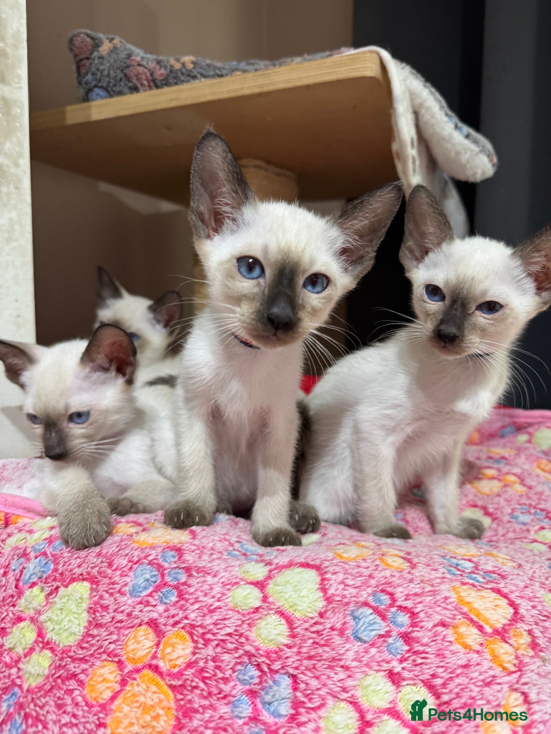 Siamese cats for sale: 1 cute Siamese girl available now-fully vaccinated - Image 5
