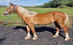 Welsh Section D horses for sale: 2 year old reg. welsh section D filly - Image 1