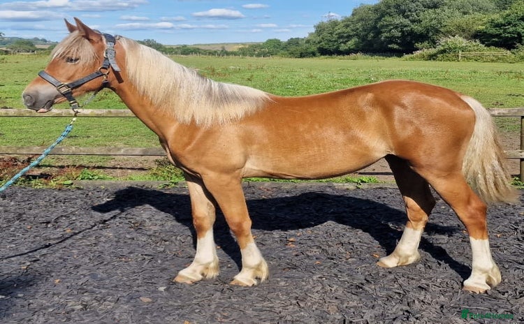 Welsh Section D horses - Advert 12