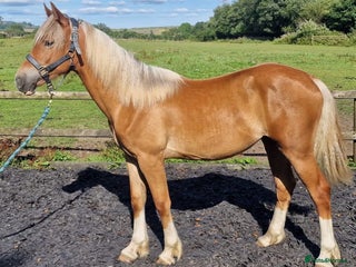 Welsh Section D horses - Advert 13